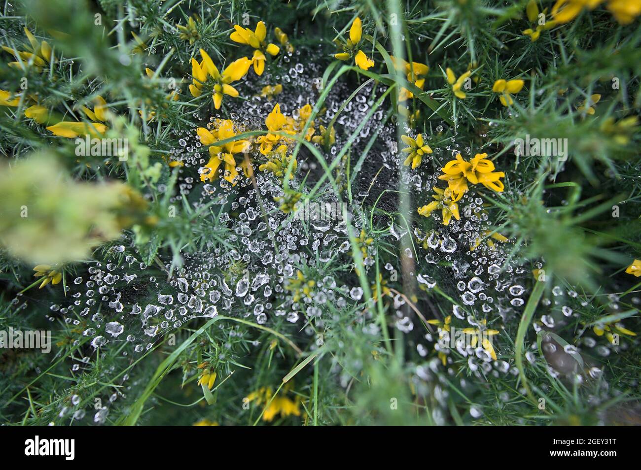 Bloseup view of water drops on spider web on yellow wild peaky gorse (Ulex) flowers growing everywhere in Ireland all the year round, Ticknock, Dublin Stock Photo