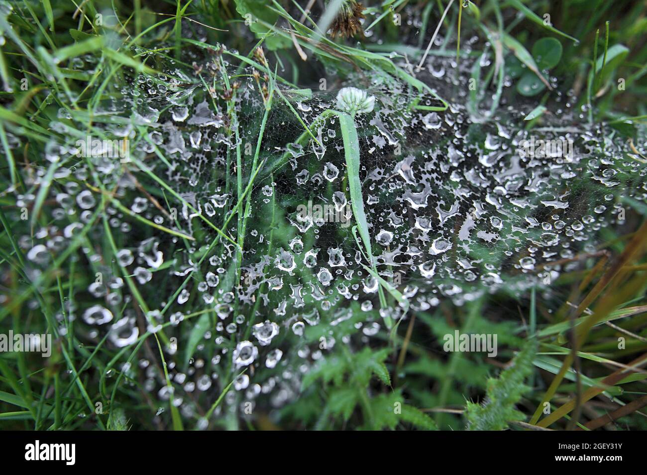 Closeup view of water drops on spider web on wild peaky gorse (Ulex) flowers growing everywhere in Ireland all the year round, Ticknock, Co. Dublin Stock Photo