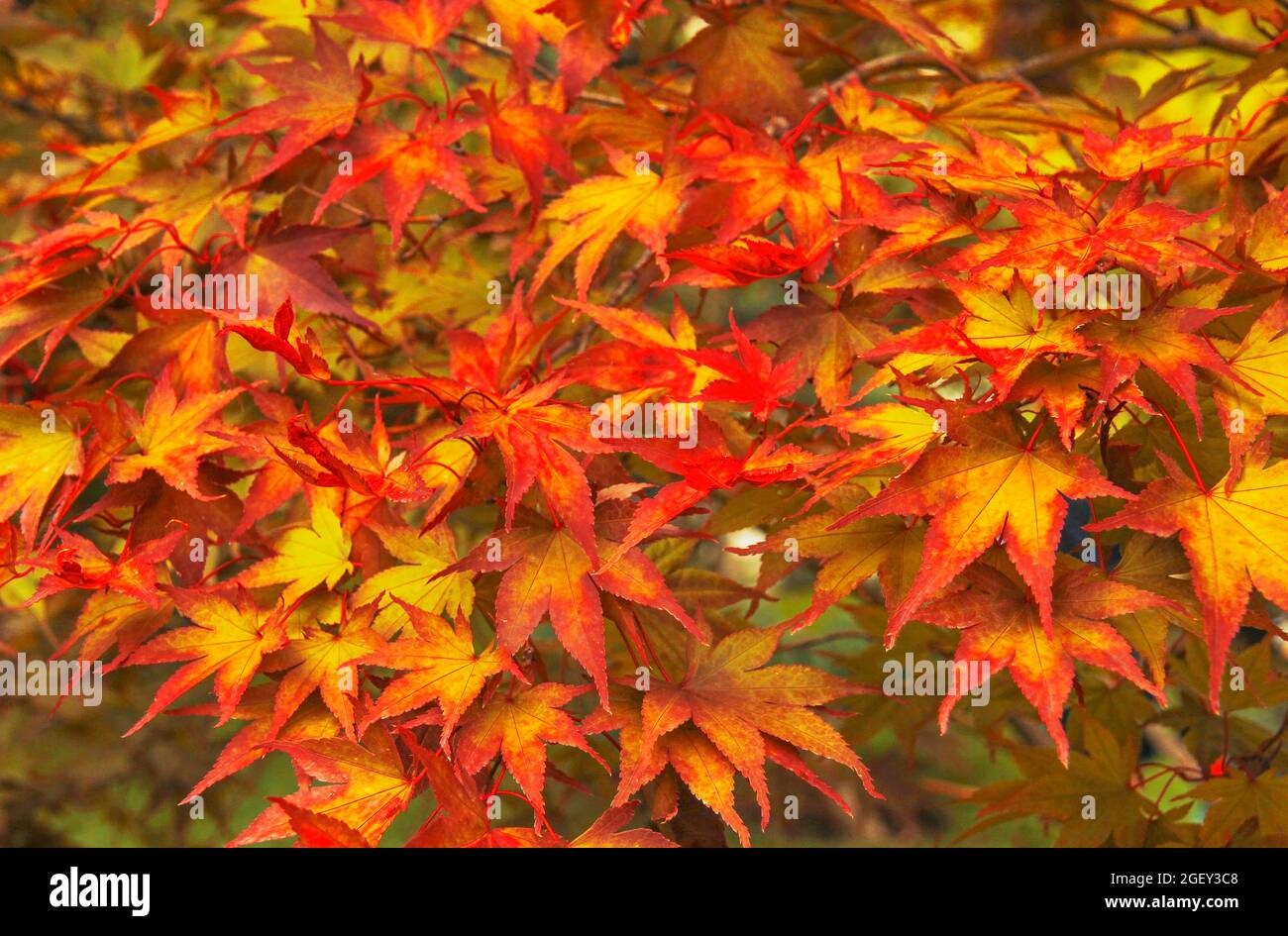 Multicolored autumn maple leaves on the tree Stock Photo