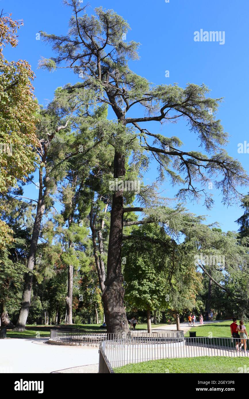 Large Himalayan cedar tree in the Retiro Park Madrid Spain Stock Photo