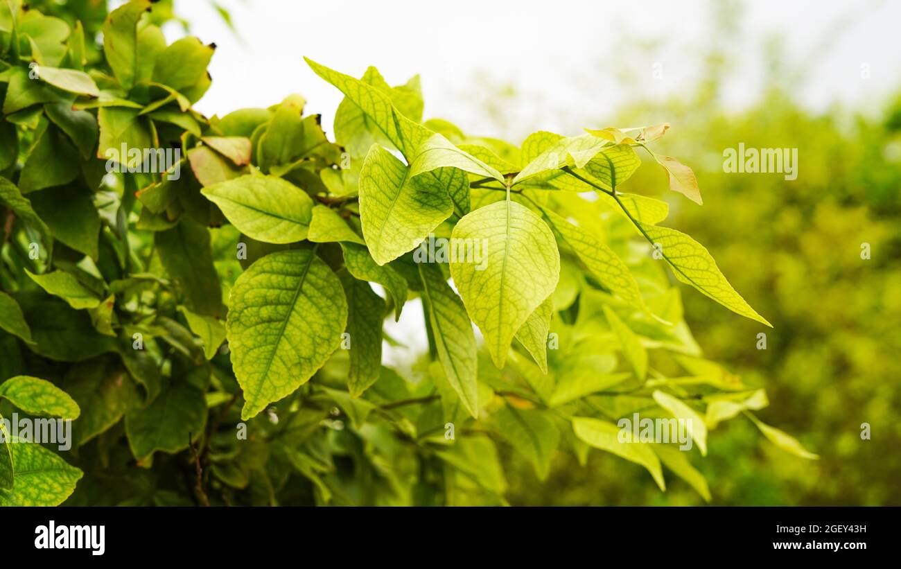 Bael leaf hi-res stock photography and images - Alamy