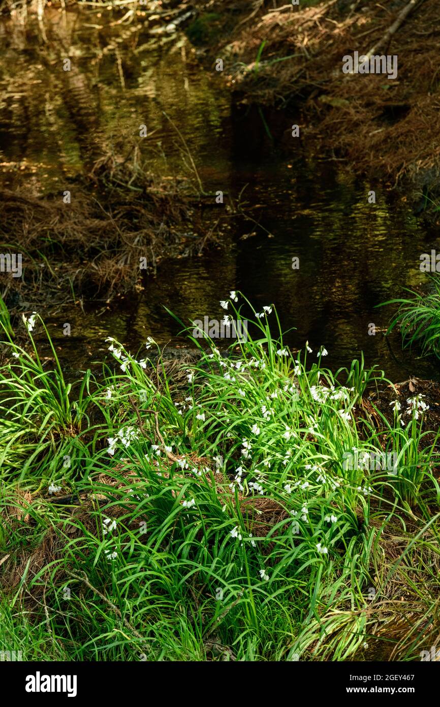 Onion weed bulbs hi-res stock photography and images - Alamy