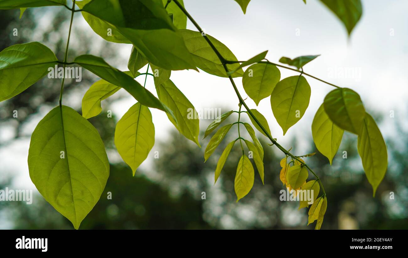 Evening shot, Pongamia pinnata or Indian beech green branch with leaves spring season Stock Photo