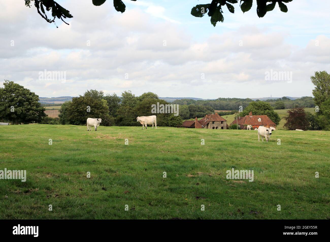 View toward Grove Cottage from Court Lodge Farm across fields with cows