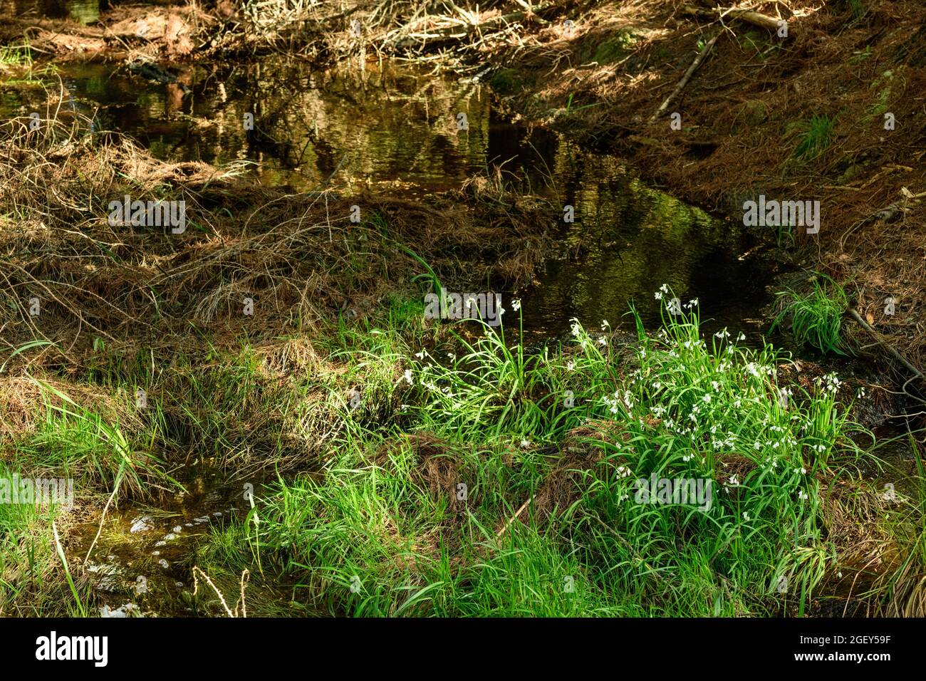 Onion weed hi-res stock photography and images - Alamy