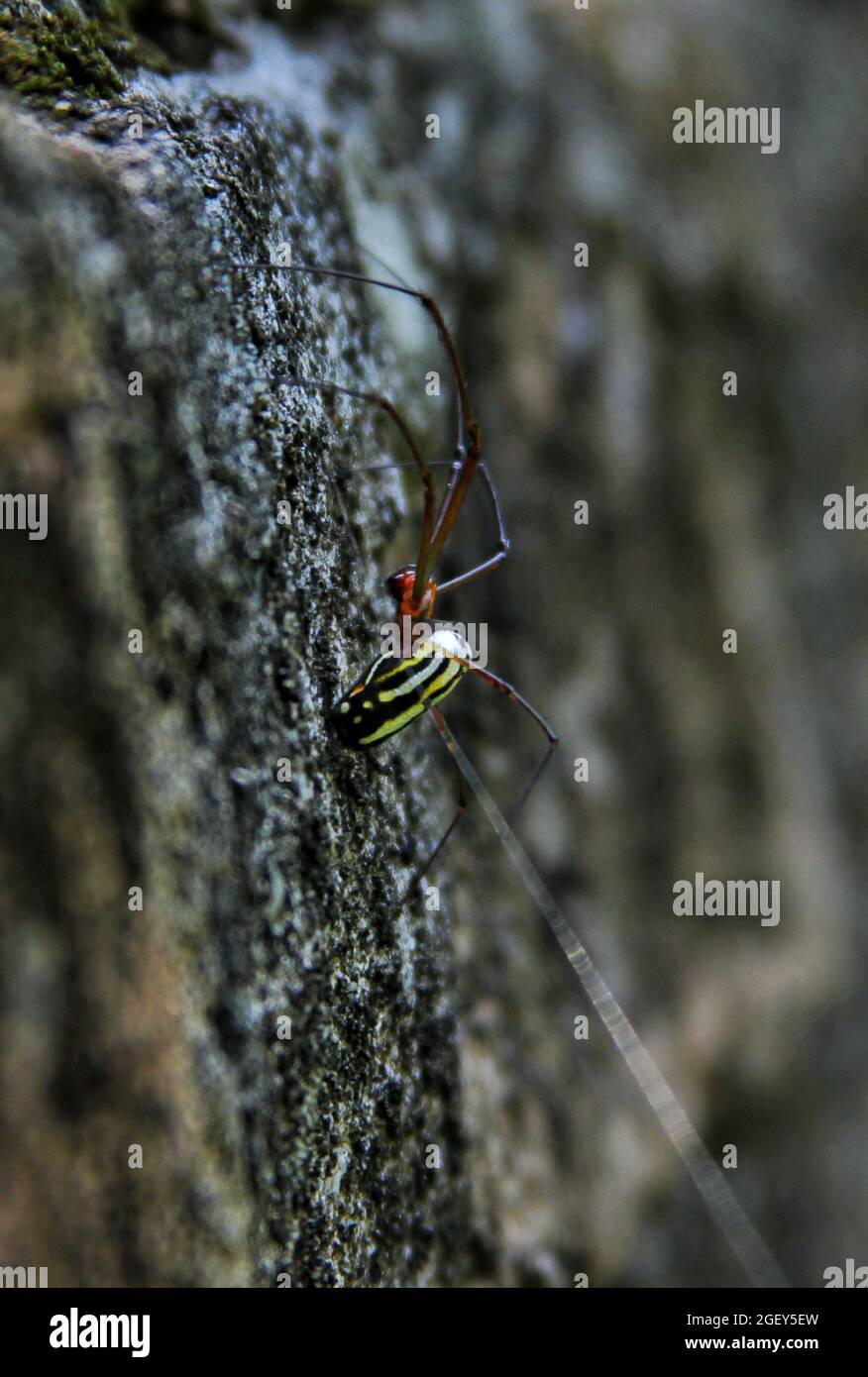 A selective of Leucauge decorata, the decorative silver orb spider on the stone Stock Photo