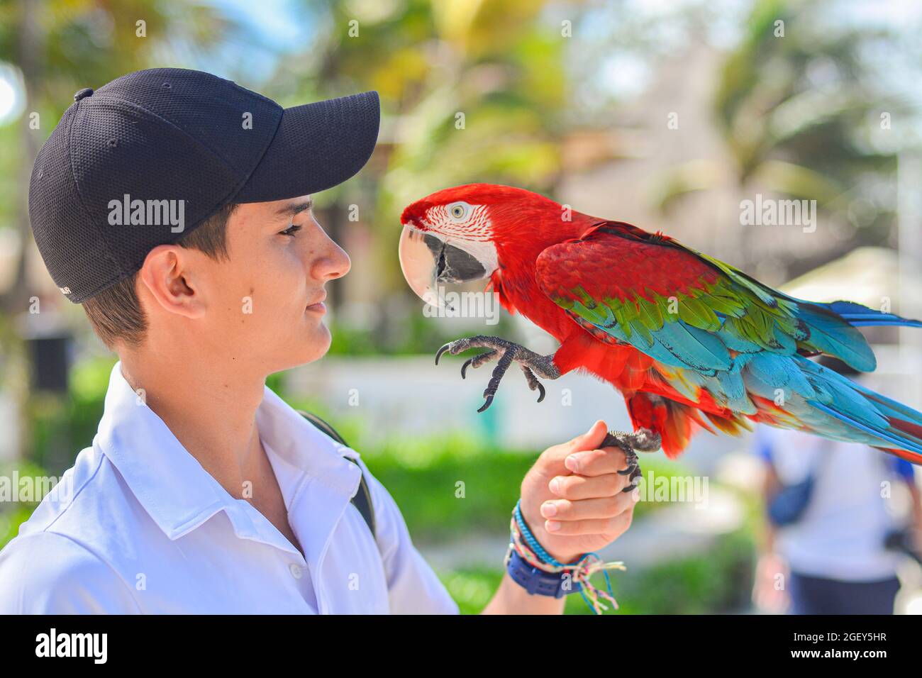 Close up shot of Boy with parrot in hand Stock Photo - Alamy