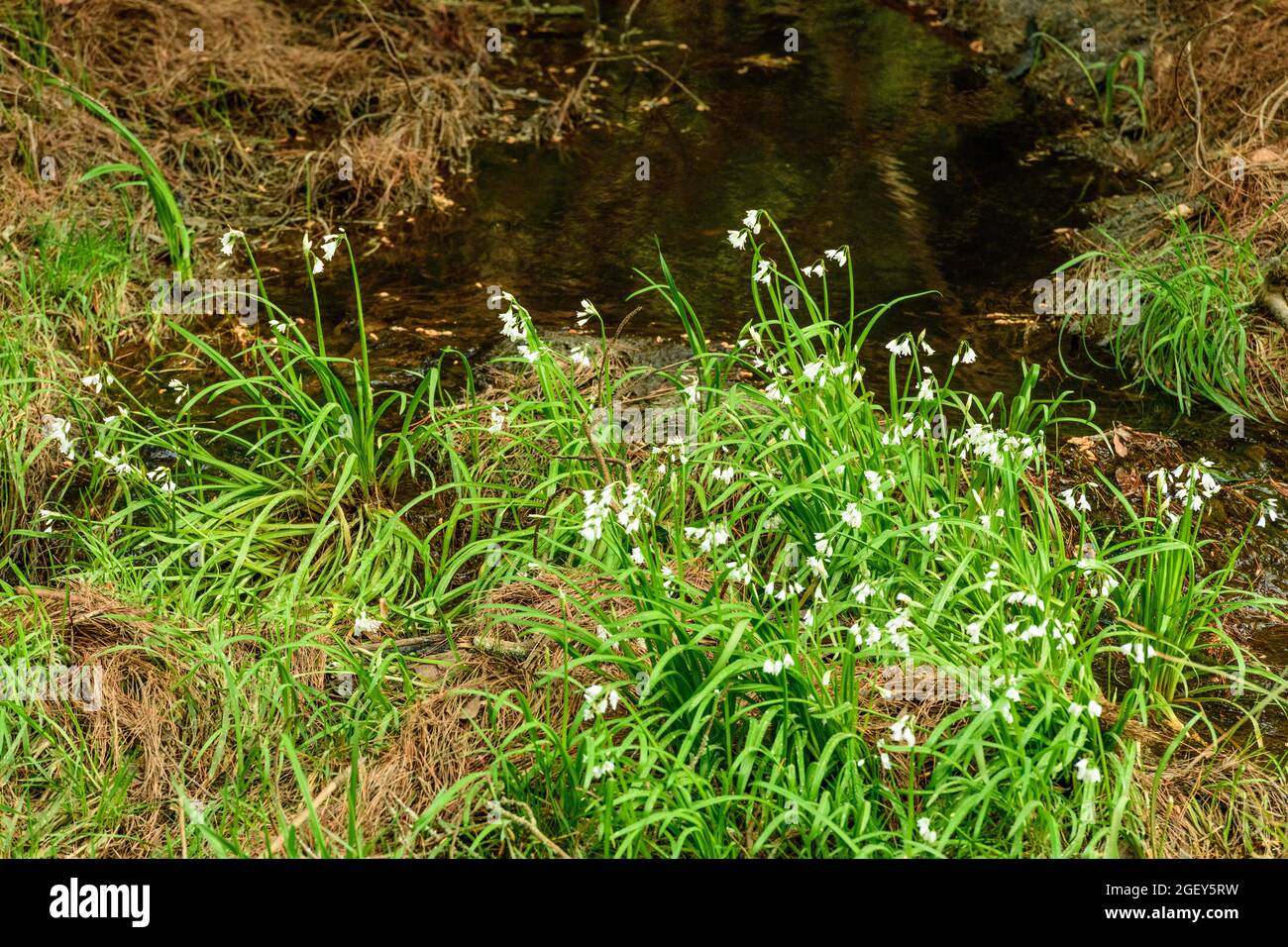 Onion weed hires stock photography and images Alamy