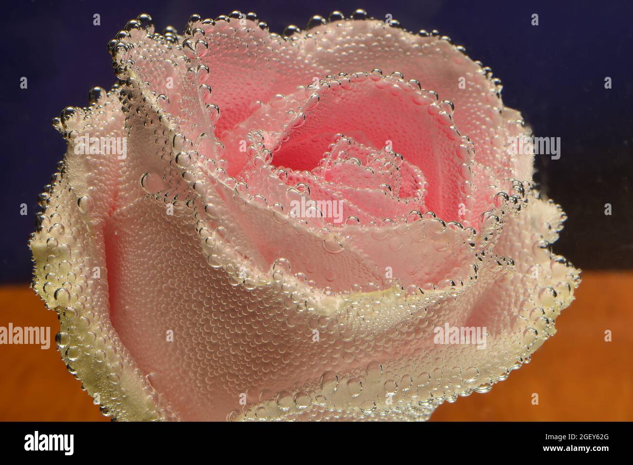Pink rose underwater with bubbles on the surface petals Stock Photo - Alamy