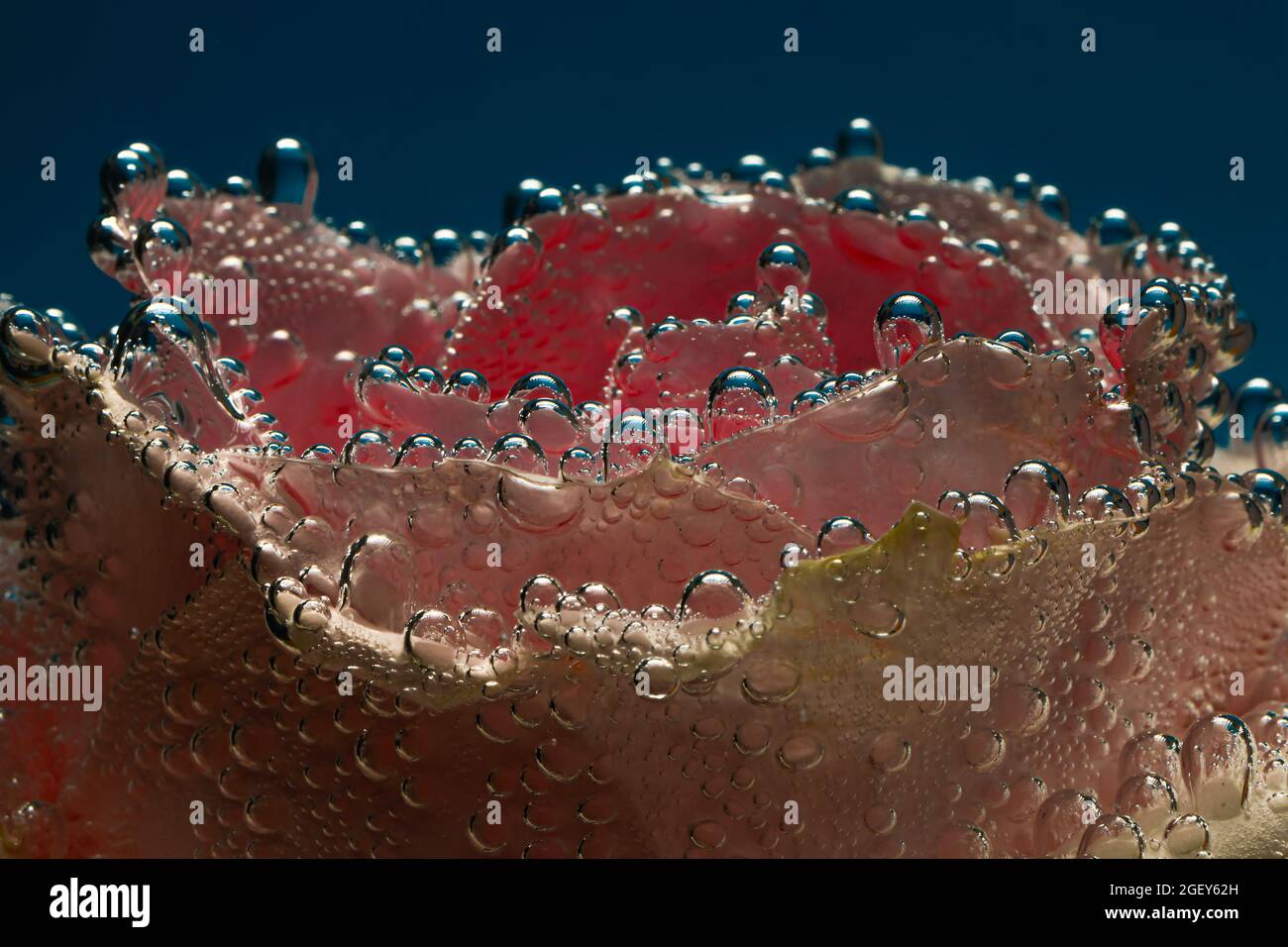 Pink rose underwater with bubbles on the surface petals Stock Photo Alamy