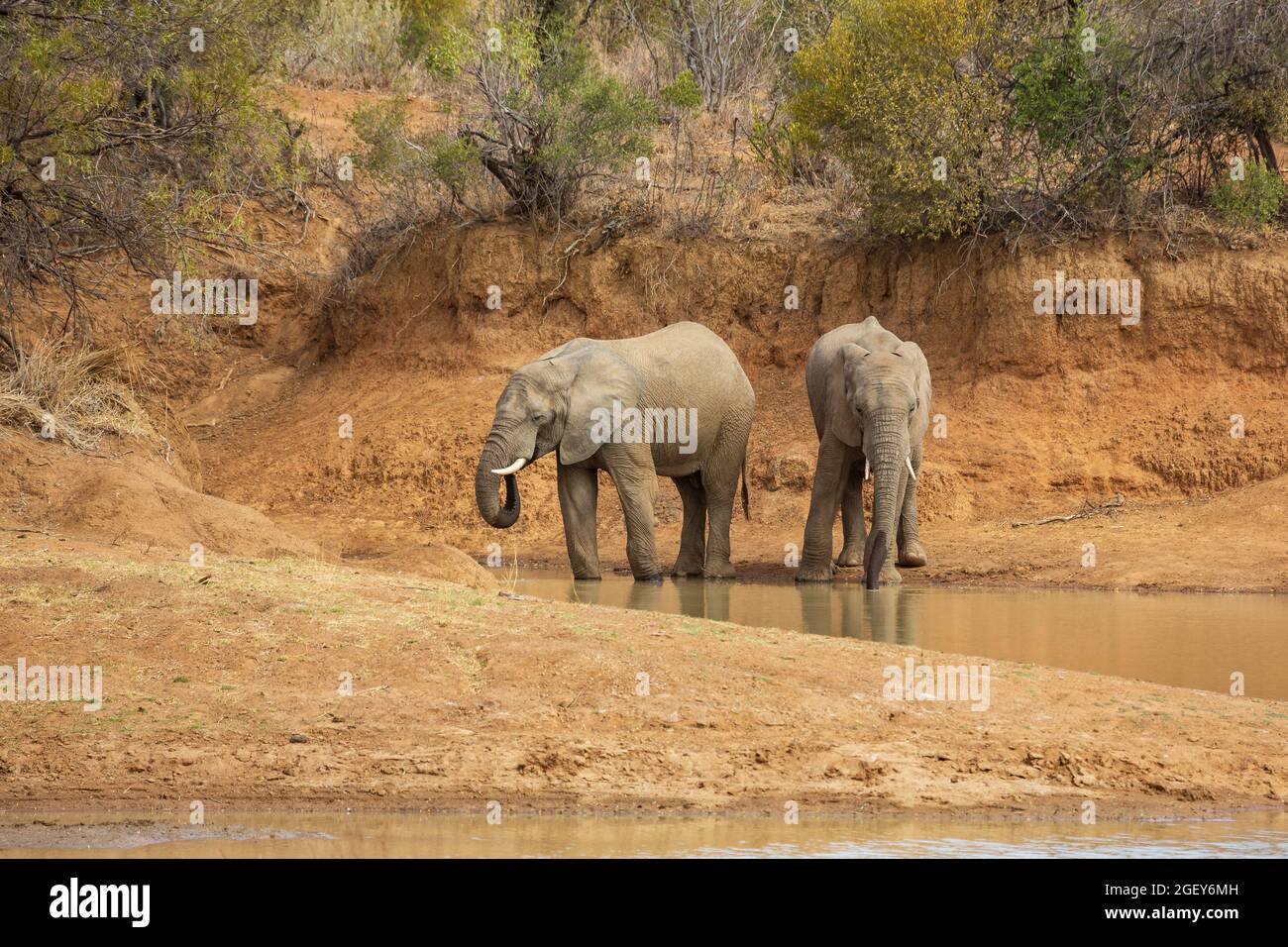 Two elephants drinking water at Ruighoek Dam, Pilanesberg National Park, South Africa Stock Photo