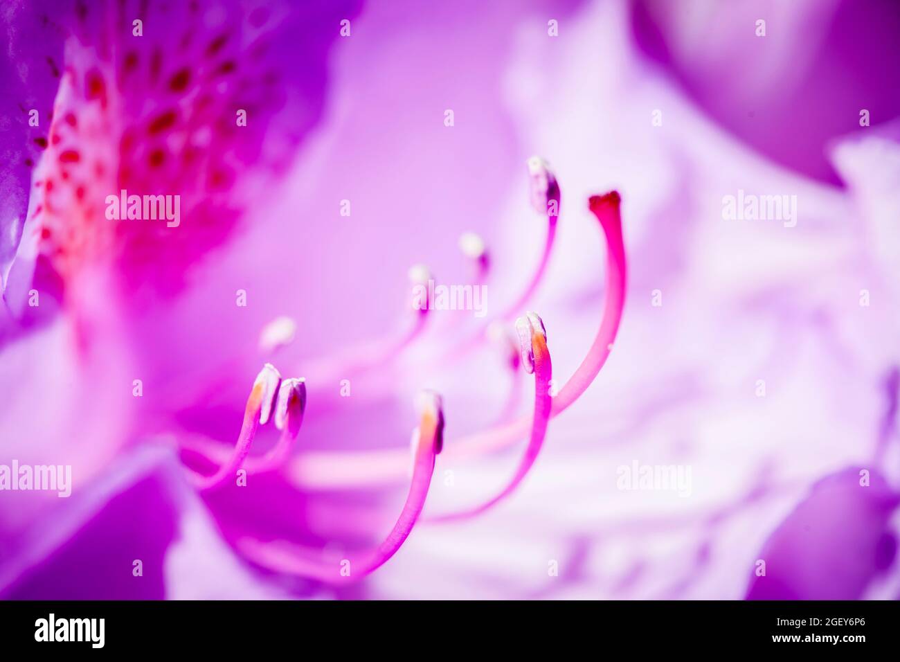 Macro shot of a pink rhododendron flower with easily recognizable stamens in front of blurred petals. Stock Photo