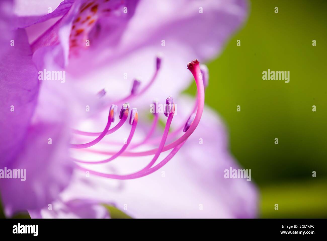 Macro shot of a pink rhododendron flower with easily recognizable stamens in front of blurred petals and a green background. Stock Photo