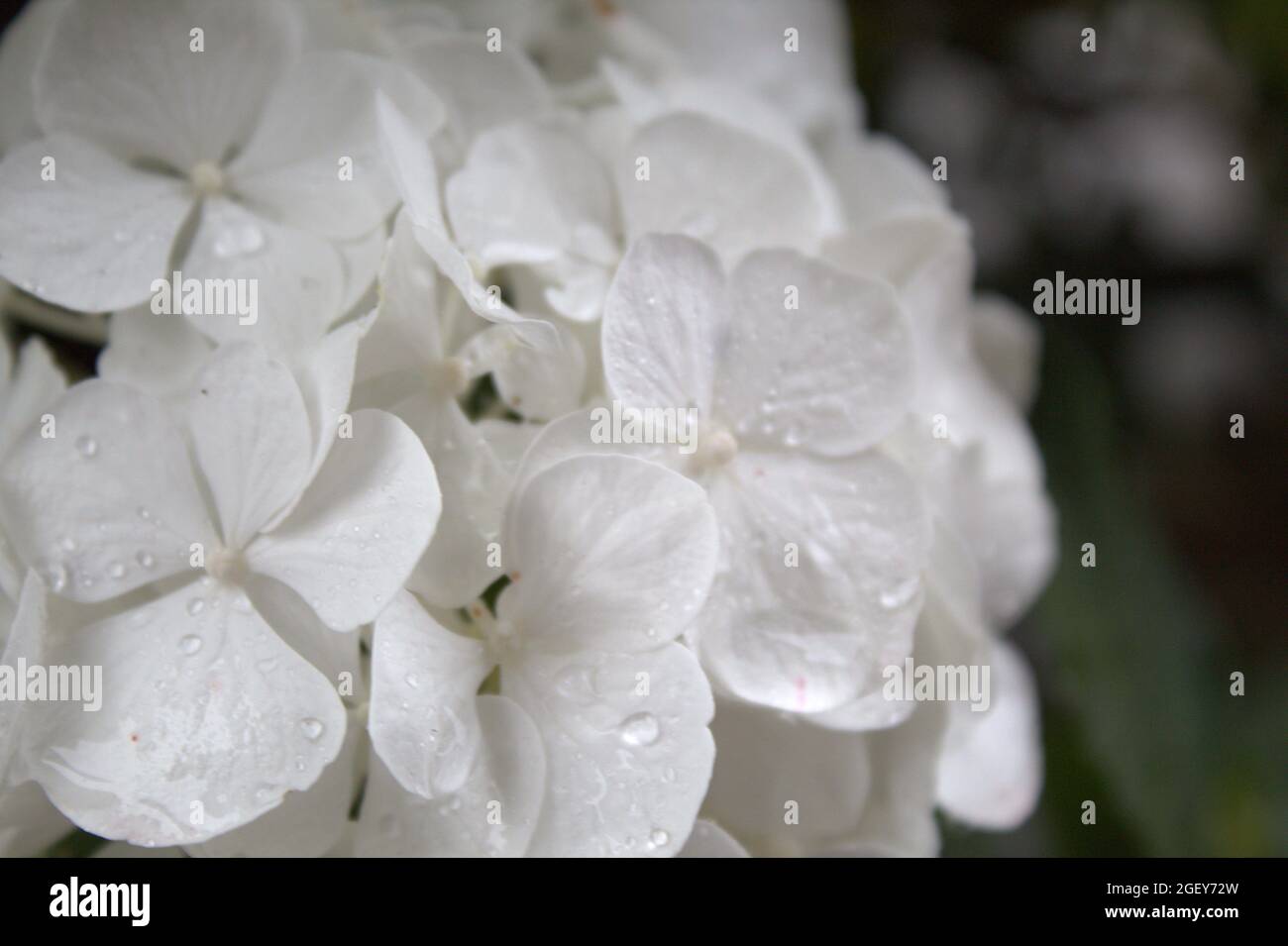 White hydrangea in focus with water drops and dark background. Rich in contrast. Stock Photo