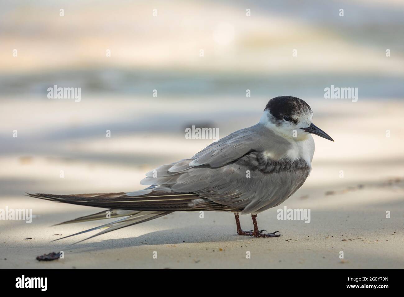 A seabird, a black-billed common tern, watches from the sand on the north beach of Friwin Island, Raja Ampat, West Papua, Indonesia Stock Photo