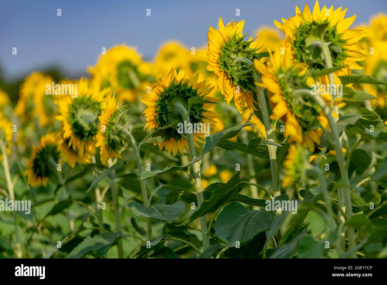 row of sunflowers facing the sun in one direction Stock Photo