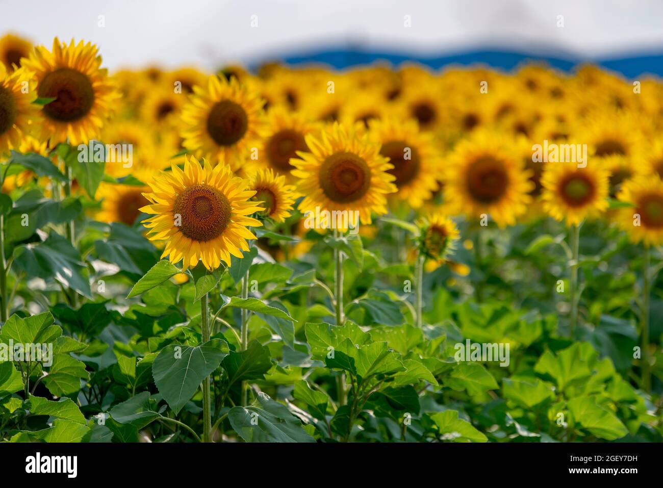 Field of sunflower plants Stock Photo