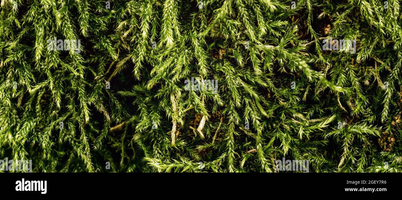 Fine green moss, Ctenidium species, growing in forest on tree, closeup macro detail. Stock Photo