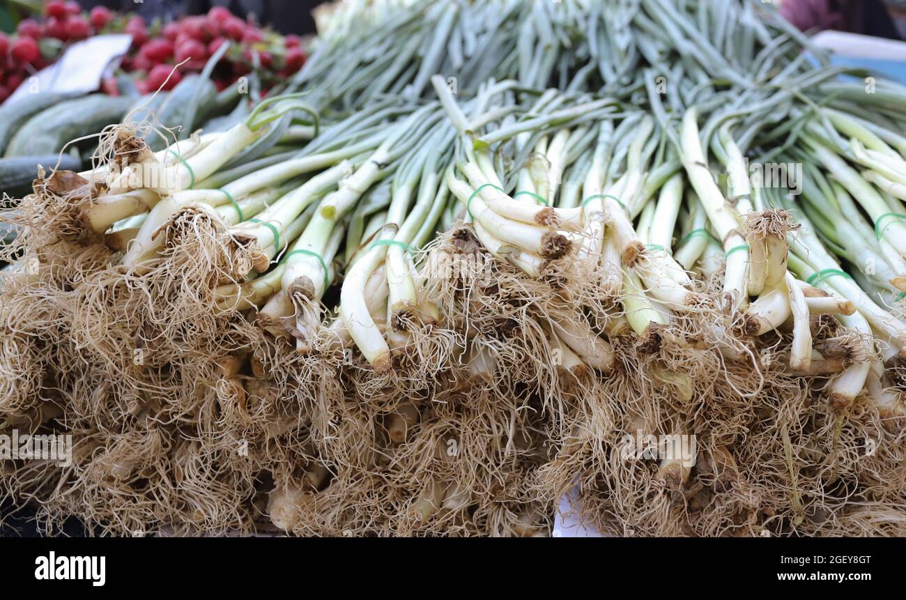 Scallions, also known as green onions or spring onions or sibies. Stock Photo