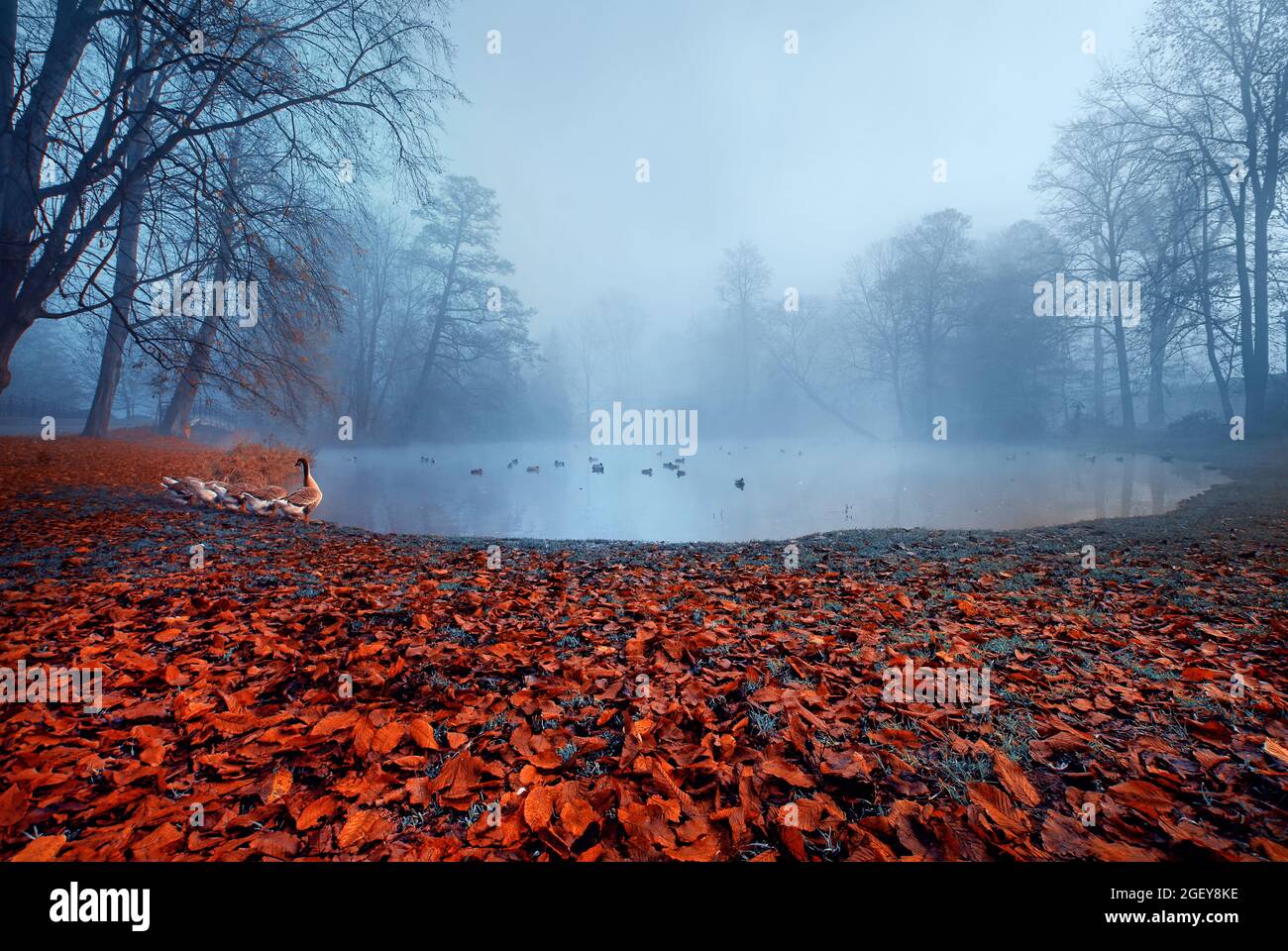 Autumn in the park on a foggy morning. Beautiful golden autumn in the
