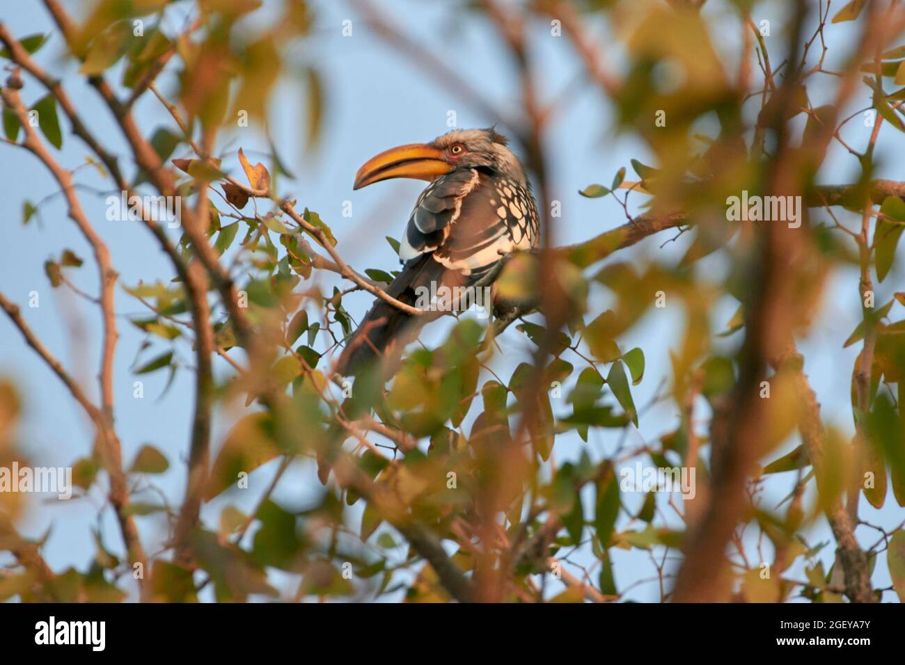 Southern yellow-billed hornbill (Tockus leucomelas) perched in tree at Etosha National Park, Namibia, Africa Stock Photo