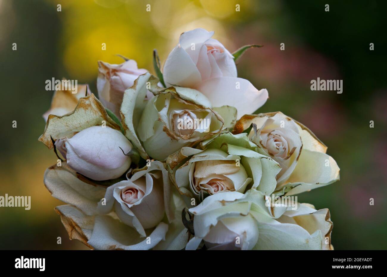 A heap of pink pink and white faded roses Stock Photo Alamy
