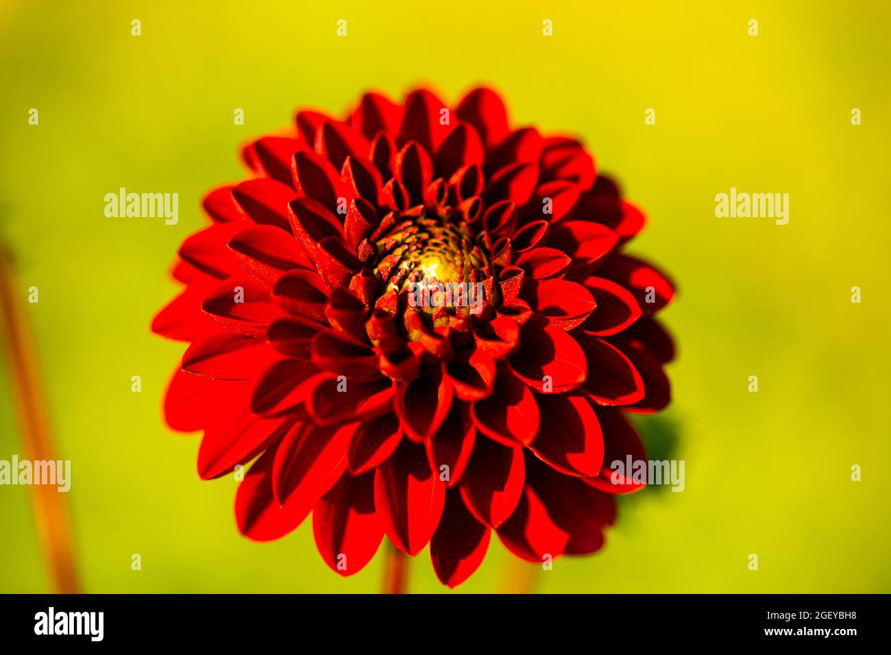 red dahlia on yellow background Stock Photo - Alamy