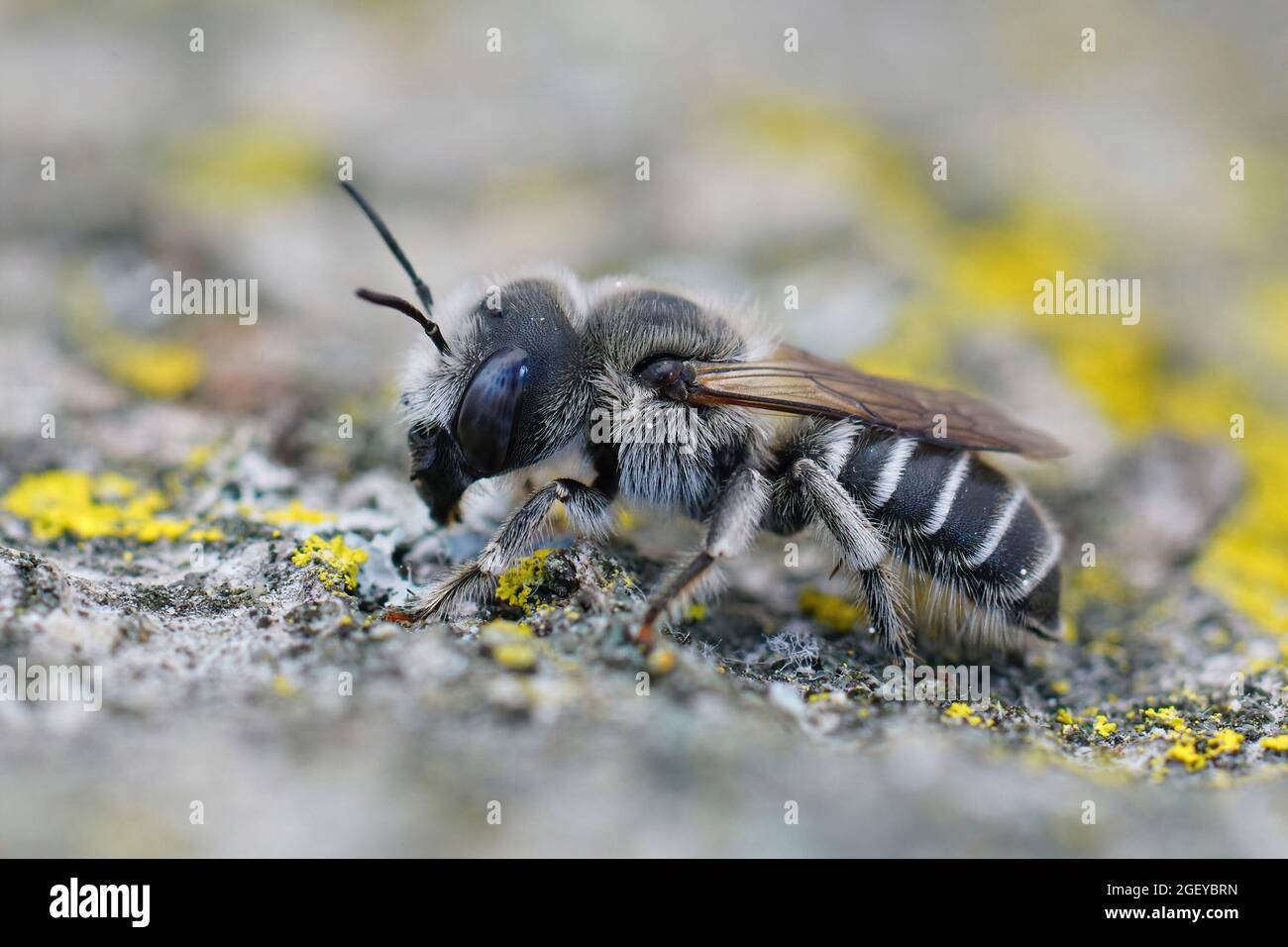 Solitary caterpillar hi-res stock photography and images - Alamy