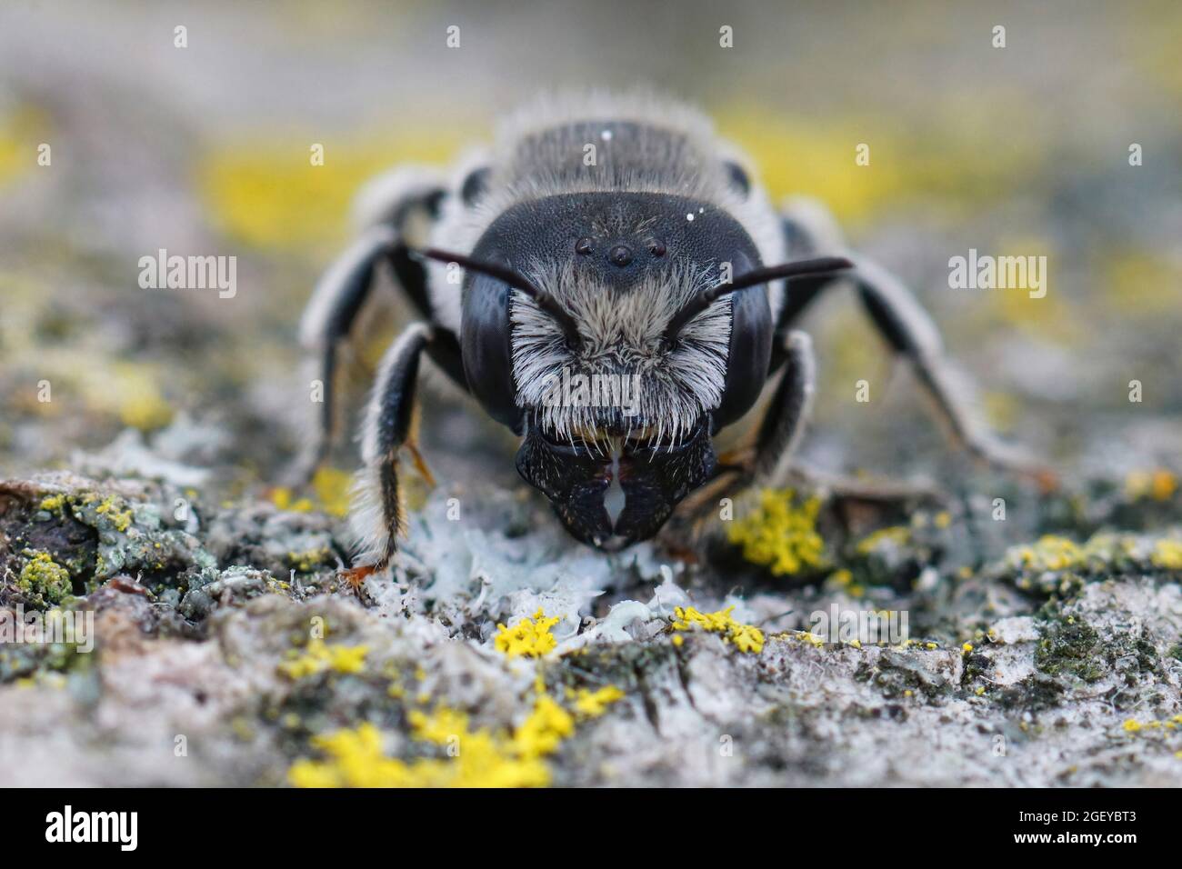 Solitary caterpillar hi-res stock photography and images - Alamy
