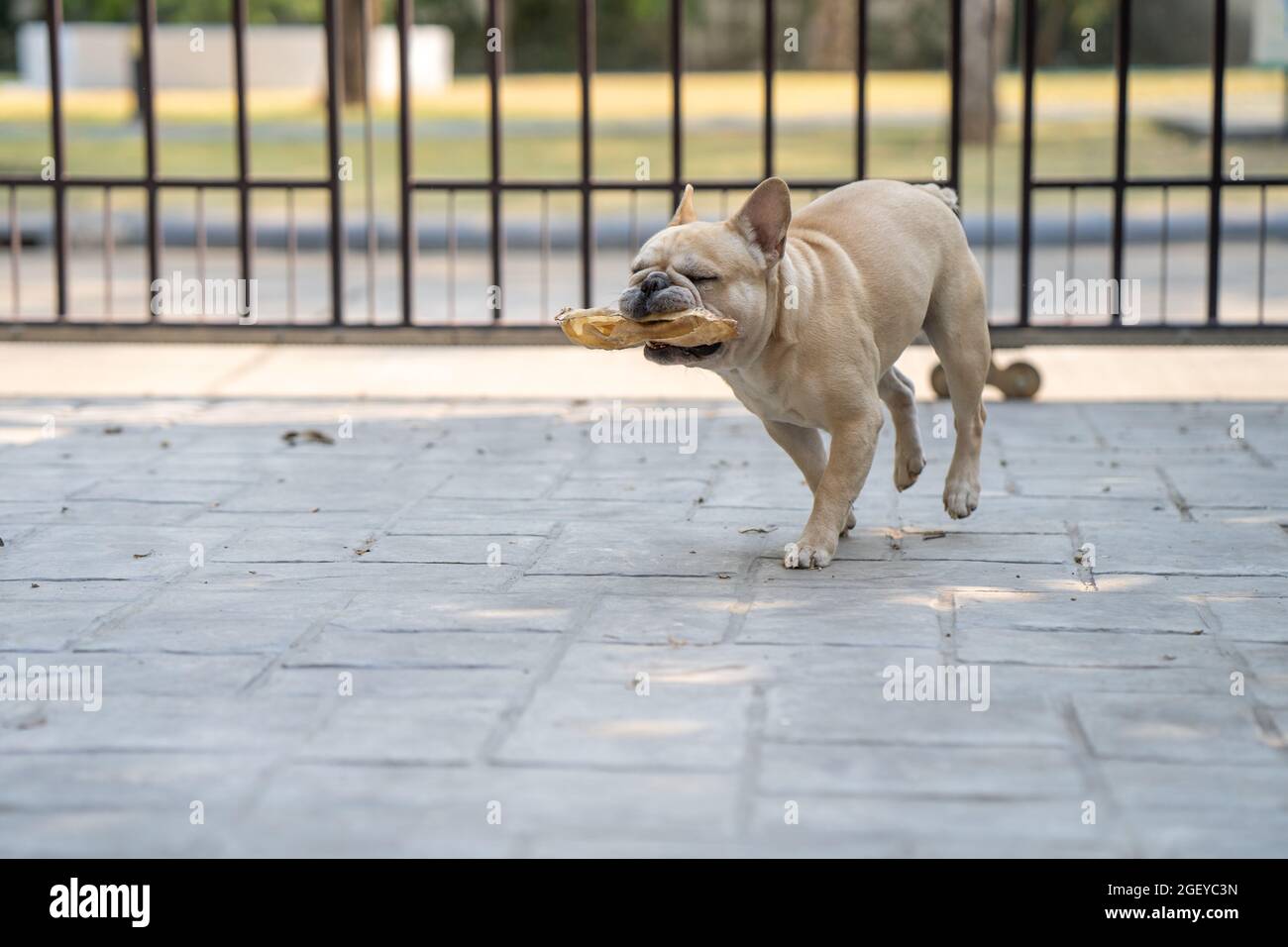 A cute french bulldog running with rawhide bone in his mouth Stock