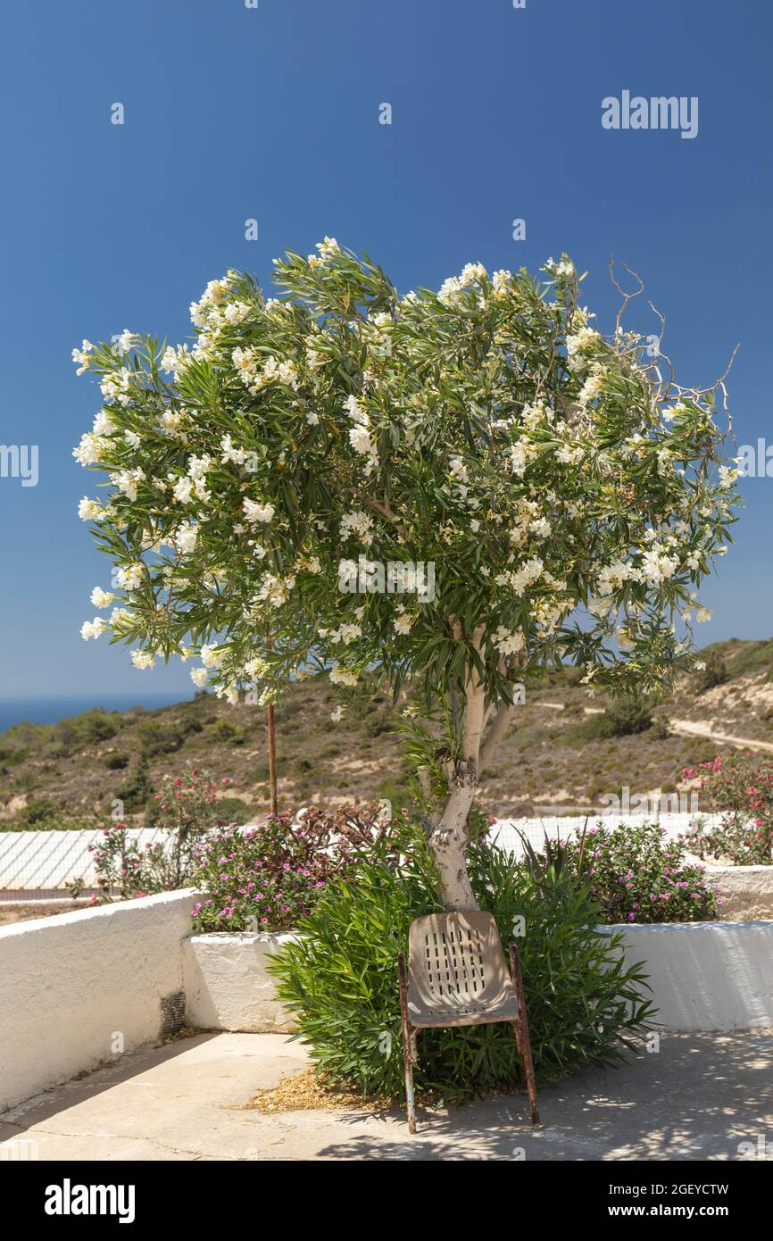 A beautiful White Oleander flowering tree with an old rusty chair beneath at ,Agios Theologos church, Kefalos, Kos, Dodecanese Island, Greece Stock Photo
