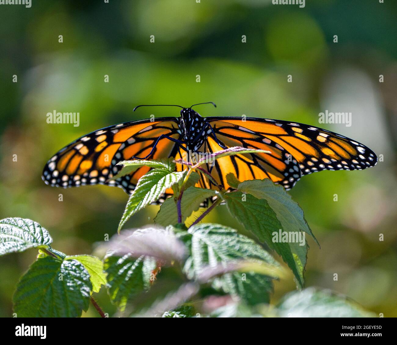 Monarch Butterfly sipping or drinking nectar from a plant with a blur green background in its environment and habitat surrounding. Stock Photo