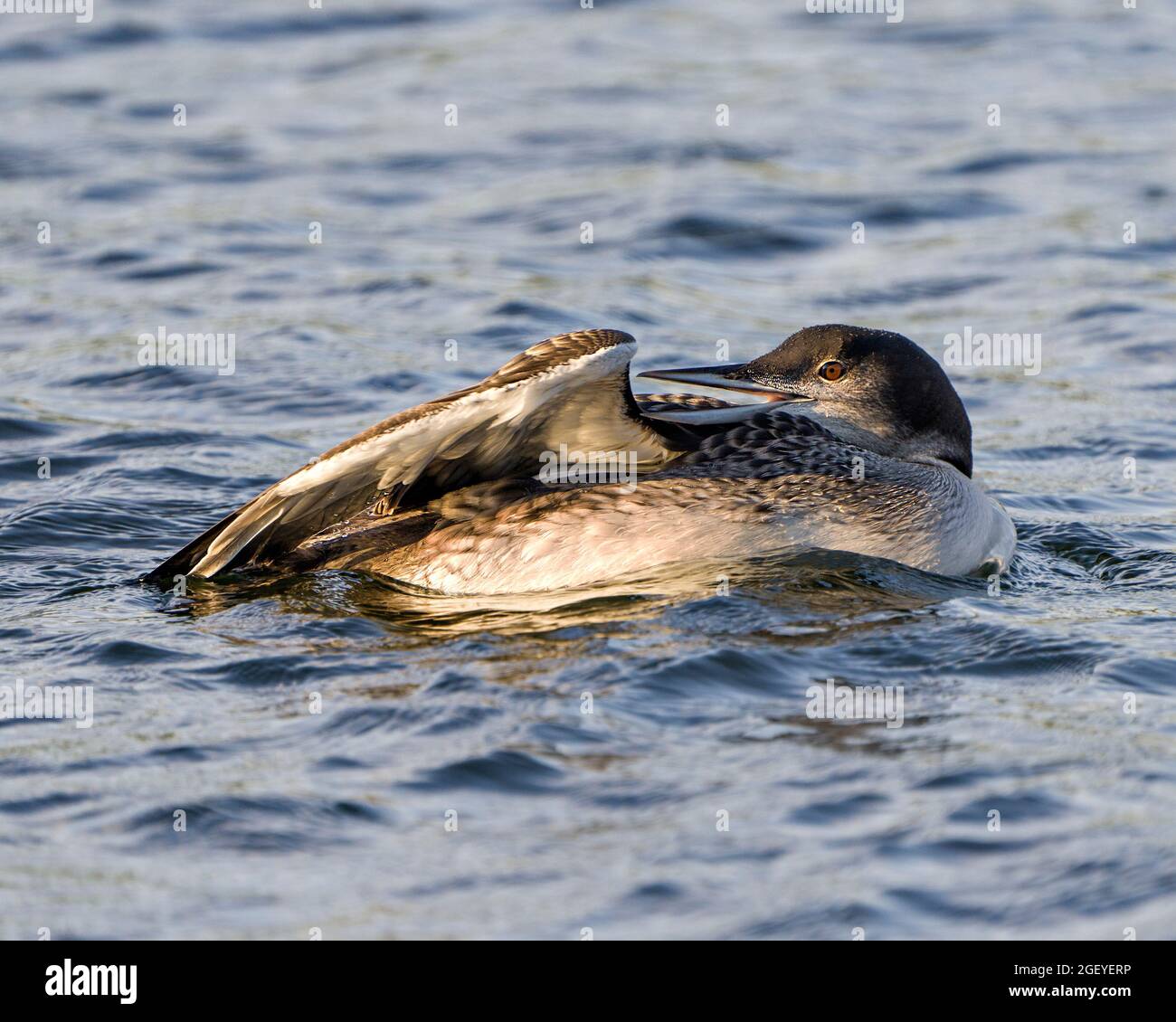 Common Loon young bird close-up profile view swimming in ripple water and cleaning wings in its environment and habitat. Loon Picture. Portrait. Stock Photo