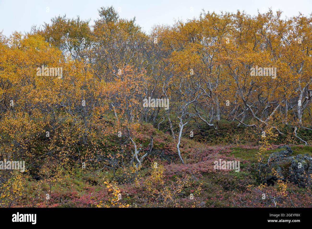 Moor-Birke, Herbstfärbung, herbstlich, Herbstlaub, Moorbirke, Haar-Birke, Besen-Birke, Behaarte Birke, Betula pubescens, syn. Betula alba, downy birch Stock Photo