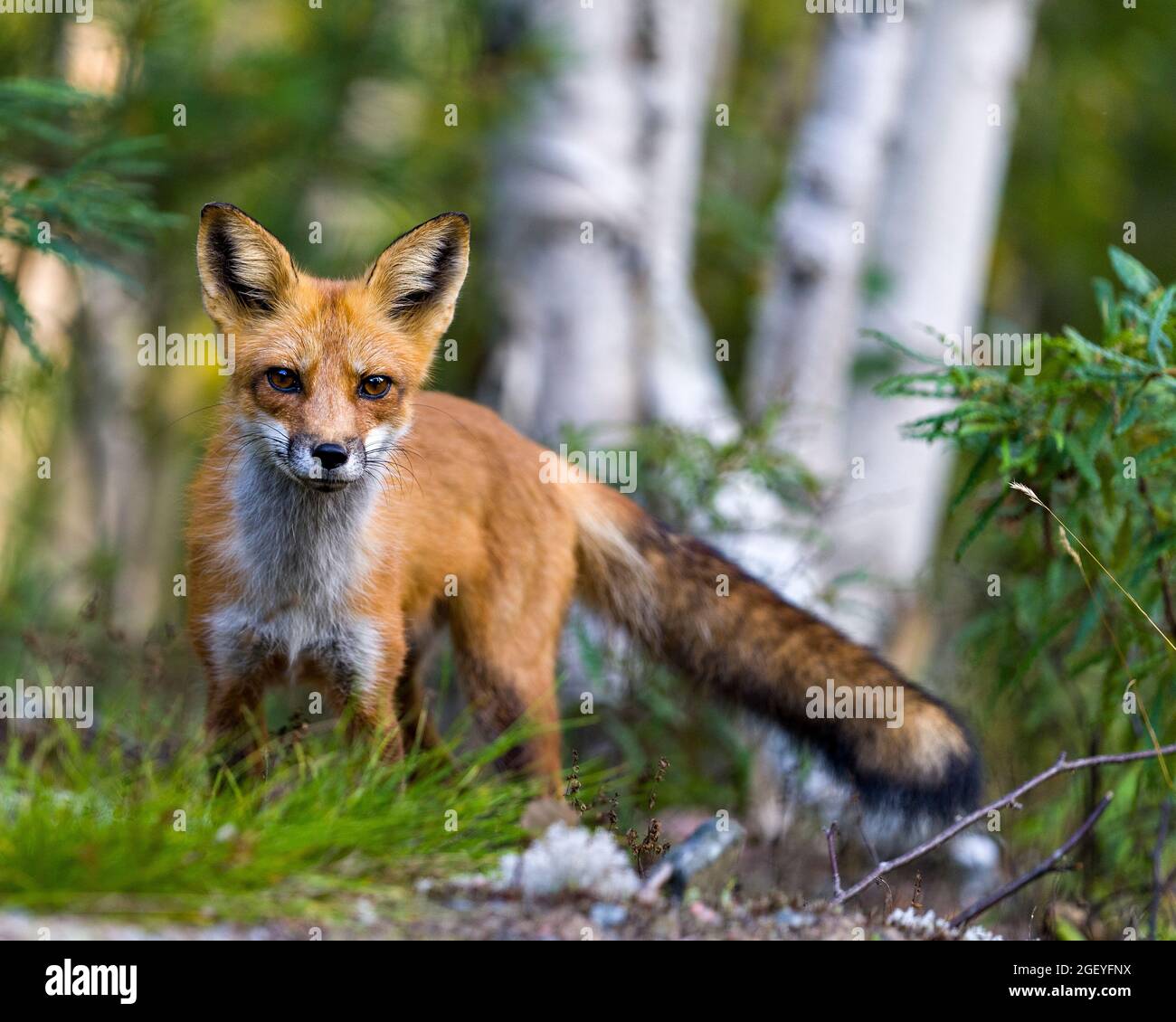 Red Fox close-up profile view with blur forest and birch trees ...