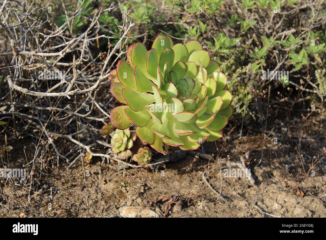 Planta suculenta hi-res stock photography and images - Alamy