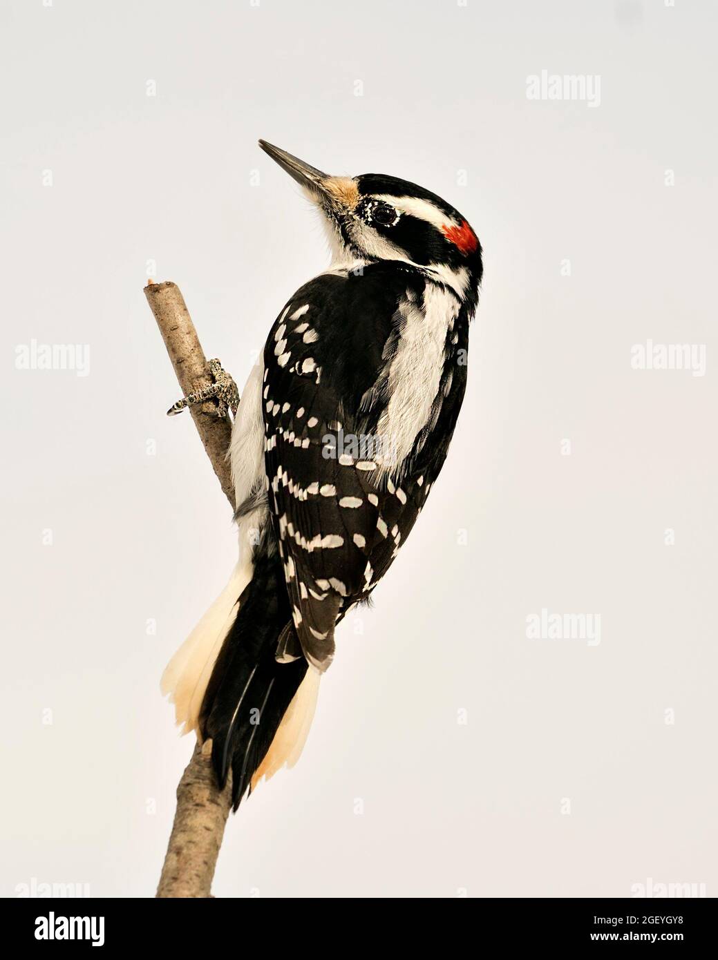 Woodpecker closeup profile view perched on a tree branch with blur