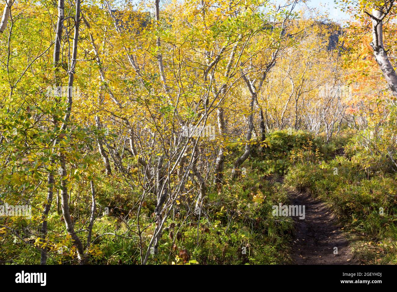 Moor-Birke, Herbstfärbung, herbstlich, Herbstlaub, Moorbirke, Haar-Birke, Besen-Birke, Behaarte Birke, Betula pubescens, syn. Betula alba, downy birch Stock Photo