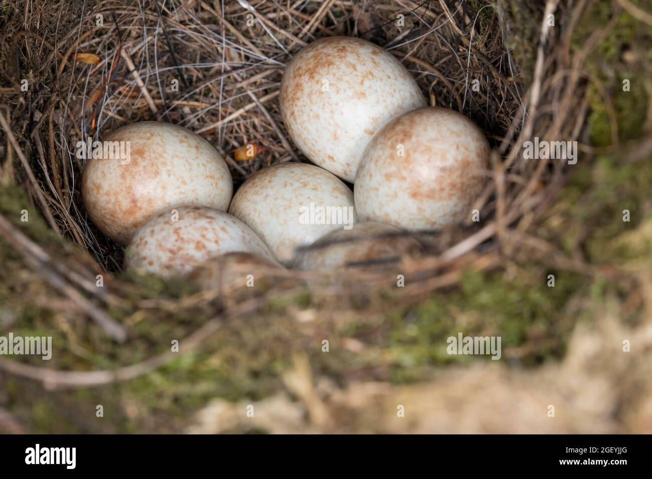 Rotkehlchen, Nest, Gelege, Eier, Ei, Erithacus rubecula, robin, European robin, robin redbreast, nest, eggs, egg, Le Rouge-gorge familier Stock Photo