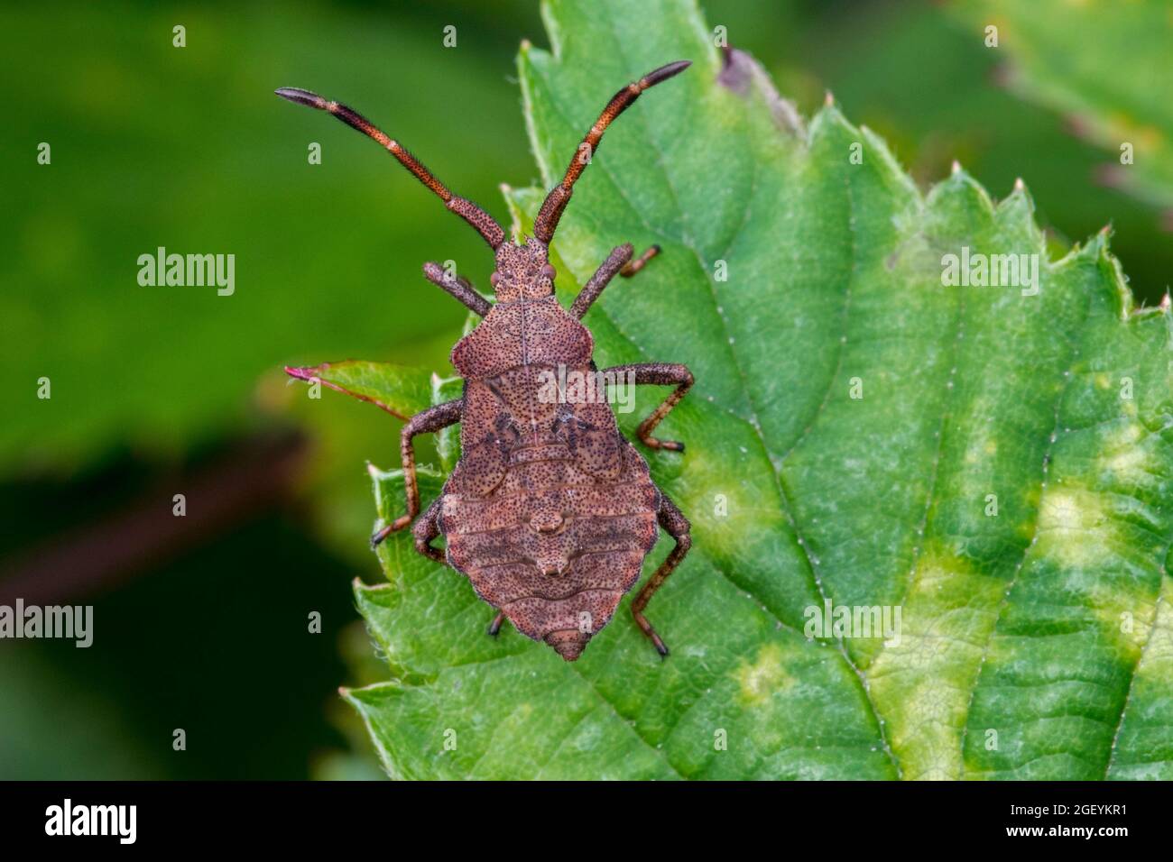 Dock bug (Coreus marginatus) older nymph with distinct abdominal scent glands and visible wingbuds (developing wings) on leaf in summer Stock Photo