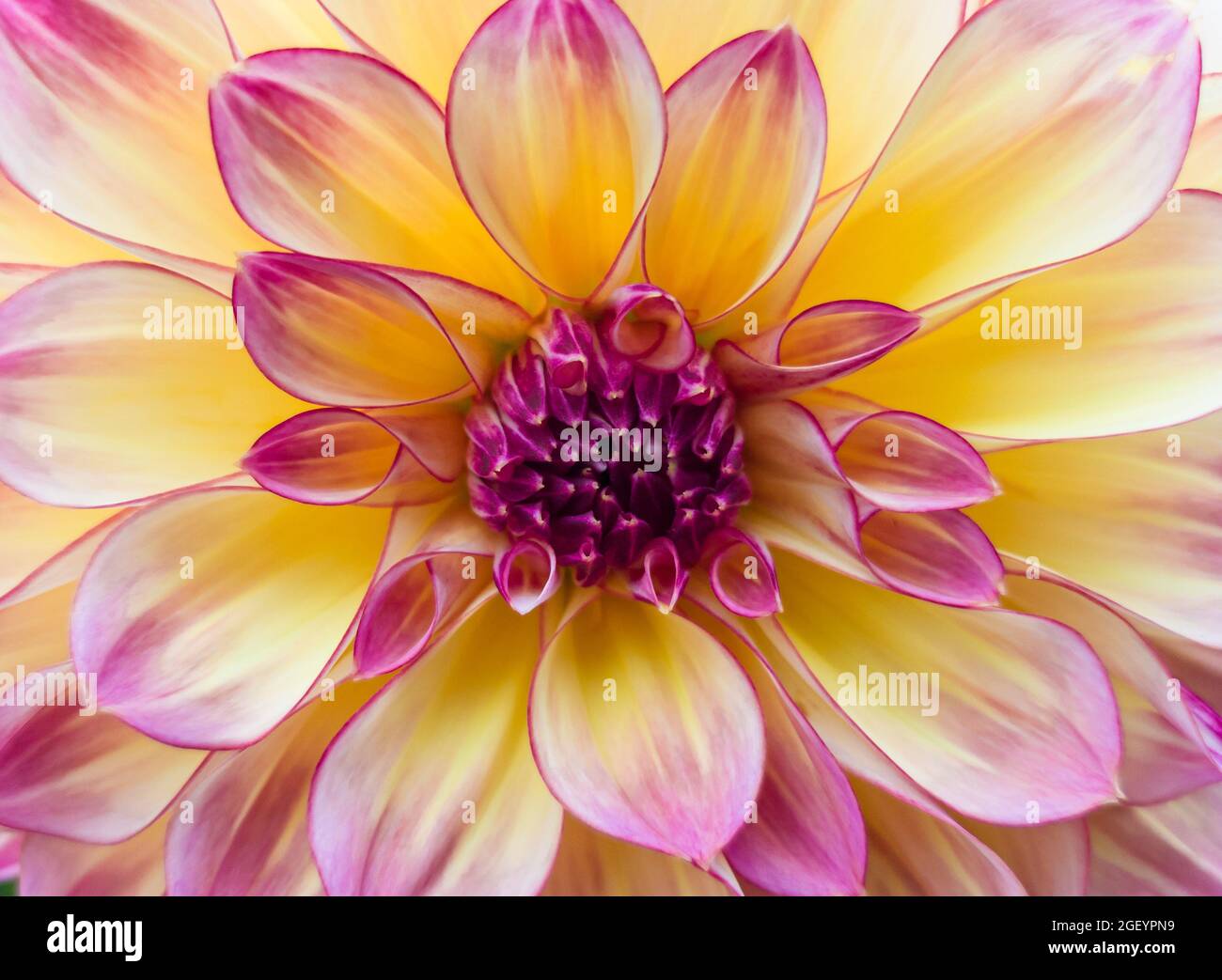 A single dahlia flower close up with vibrant yellow and purple petals. Stock Photo