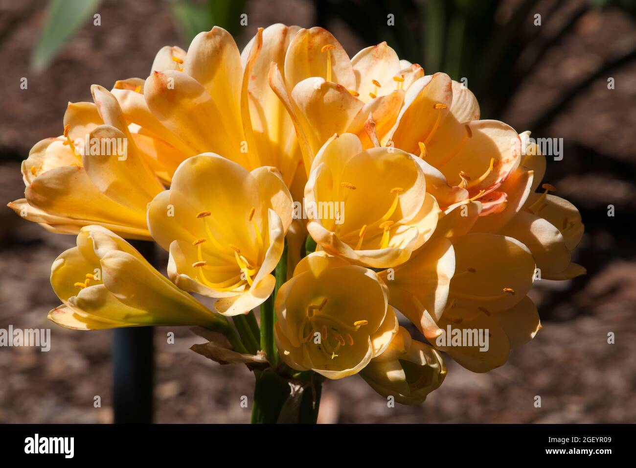 Sydney Australia, closeup of yellow flowers of a clivia miniata native