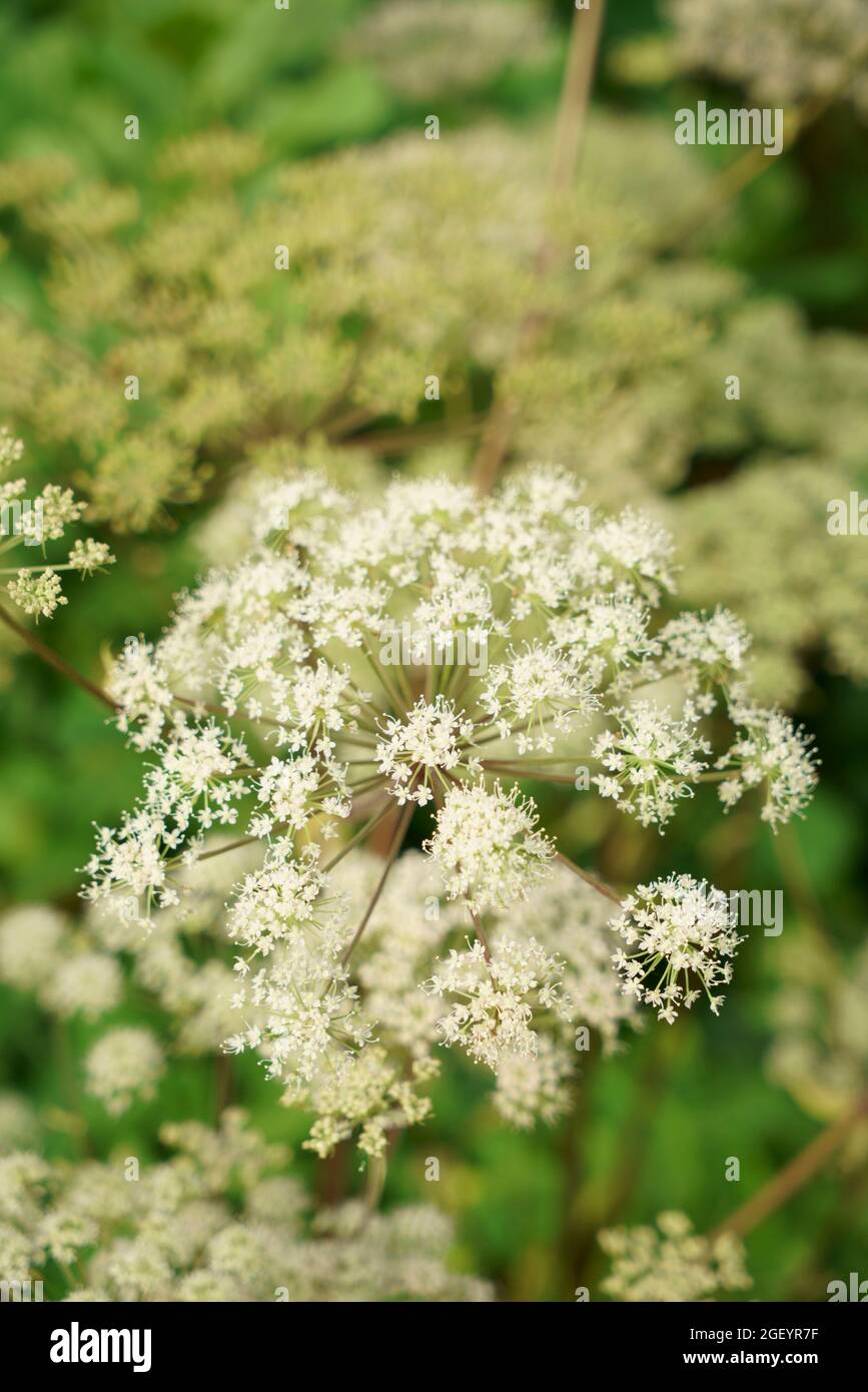 A close up of Wild Angelica flowers. Stock Photo