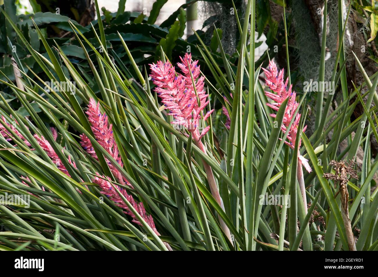 Sydney Australia, aechmea distichantha plants with pink flowers Stock