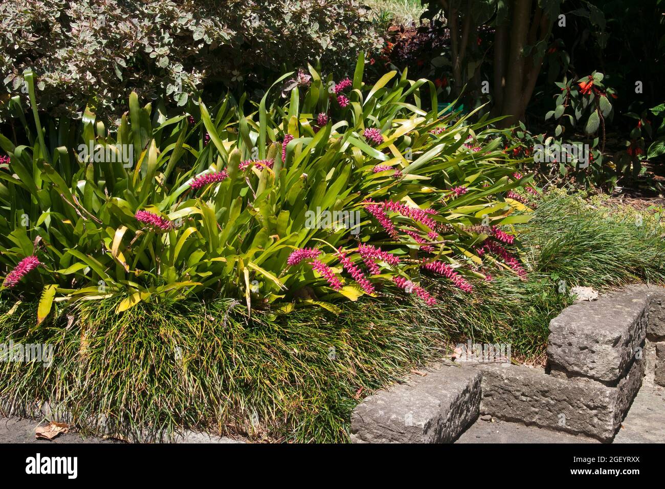 Sydney Australia, clump of  aechmea gamosepala plants with bright pink flower stems Stock Photo