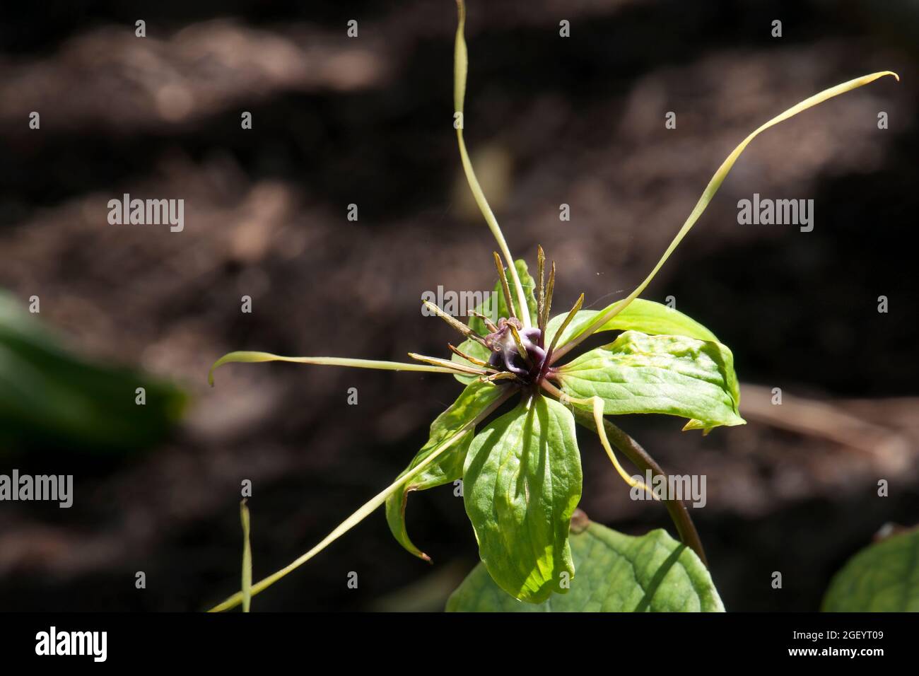 Sydney Australia, unusual flower of a daiswa forrestii native to Vietnam Stock Photo