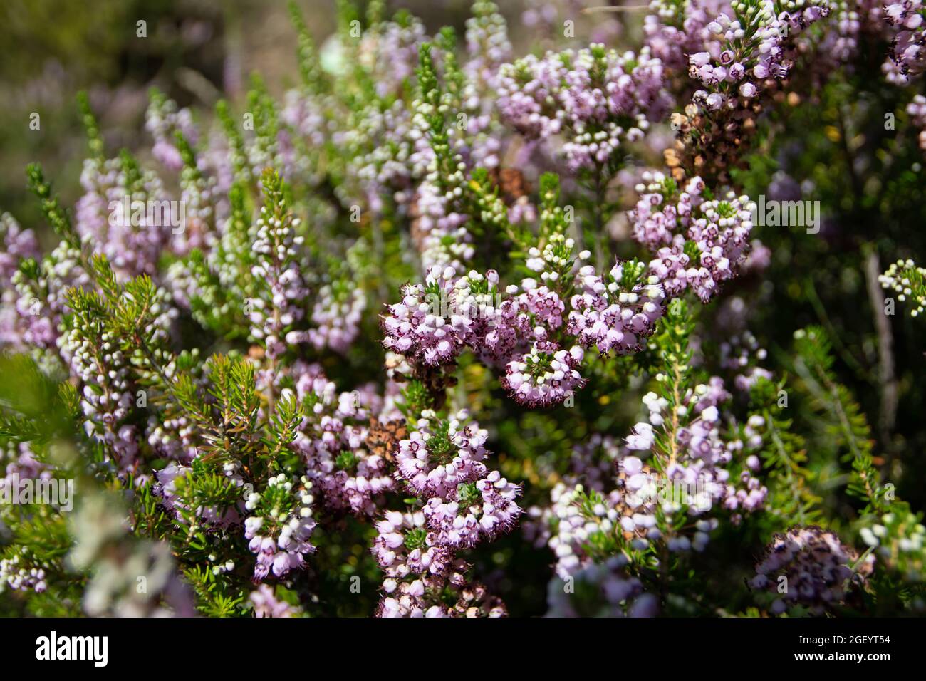 Cornish heath pink flowers. Erica vagans or wandering heath plants in full bloom. Stock Photo