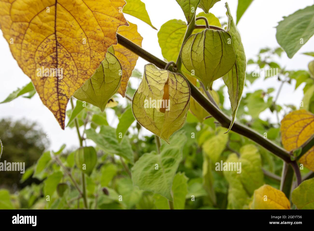 Goldenberry or Cape gooseberry plants with hairy leaves and ripe fruits in yellow calyx. Physalis peruviana. Stock Photo
