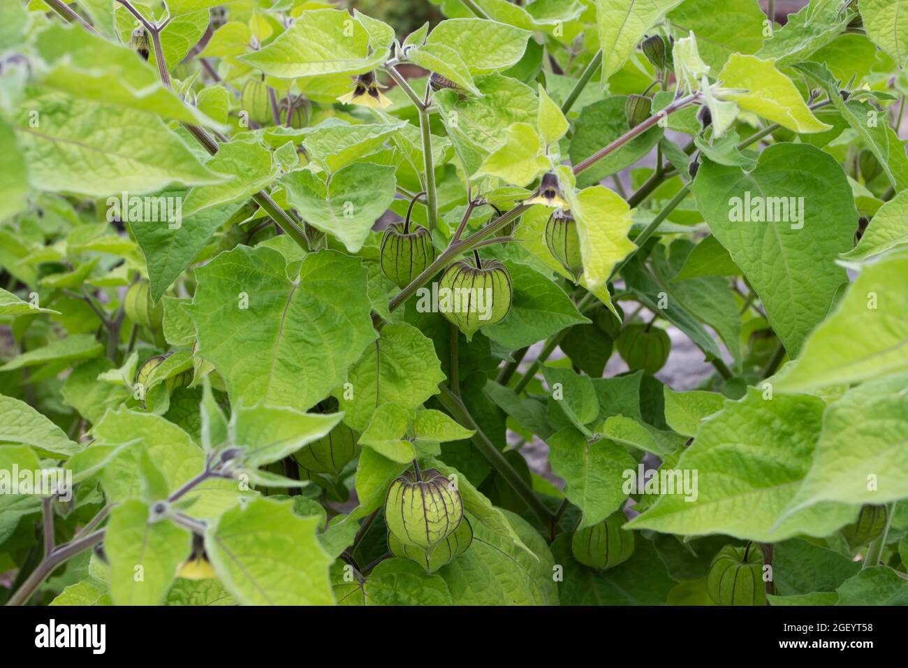 Goldenberry or Cape gooseberry plants with hairy leaves, yellow flowers and immature fruits in green calyx. Physalis peruviana. Stock Photo