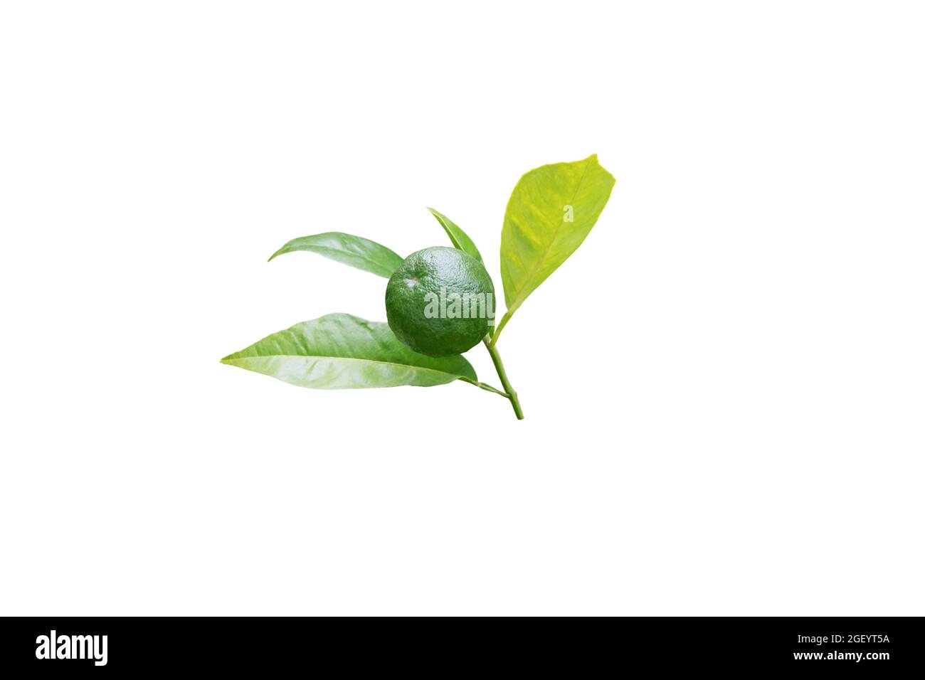 Orange tree branch with leaves and green unripe fruit isolated on white Stock Photo